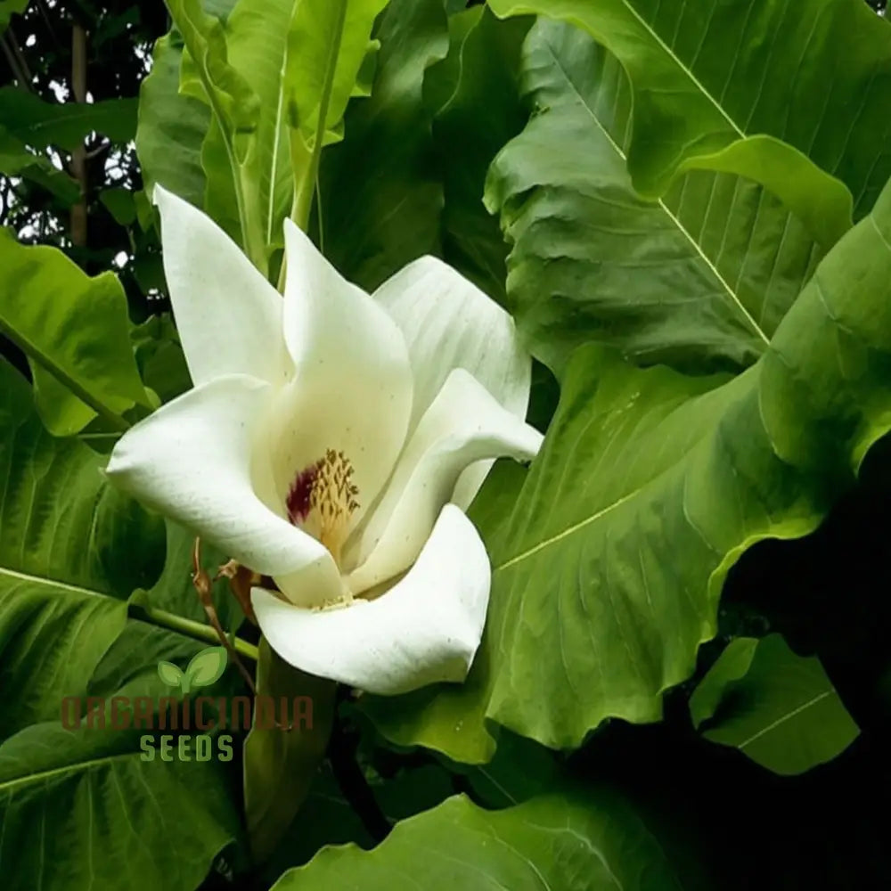 Big Leaf Magnolia (Magnolia Macrophylla) Flower Seeds Tips For Thriving Blooms And Lush Foliage