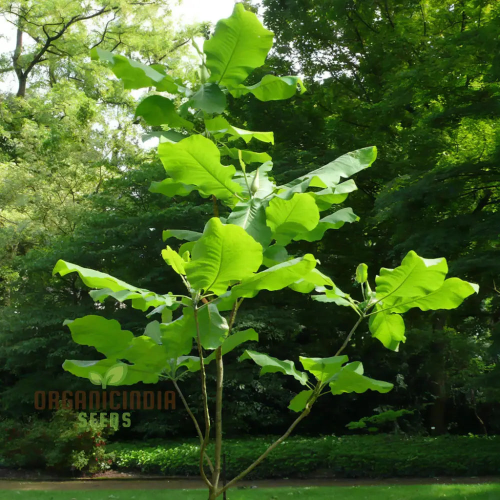 Big Leaf Magnolia (Magnolia Macrophylla) Flower Seeds Tips For Thriving Blooms And Lush Foliage