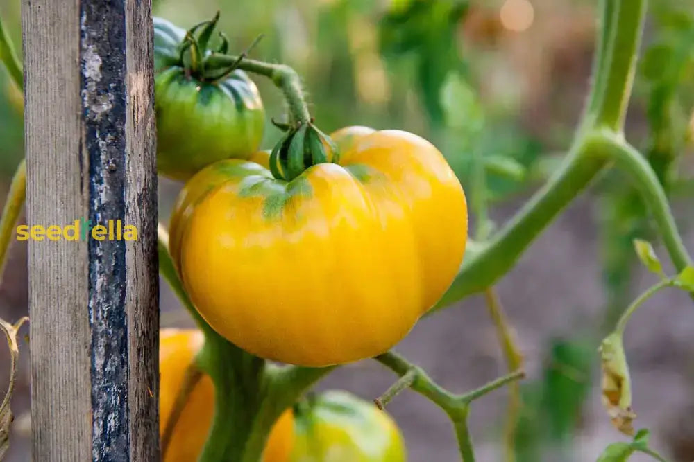 Big Yellow Tomato Seeds For Home Planting Vegetable Seeds