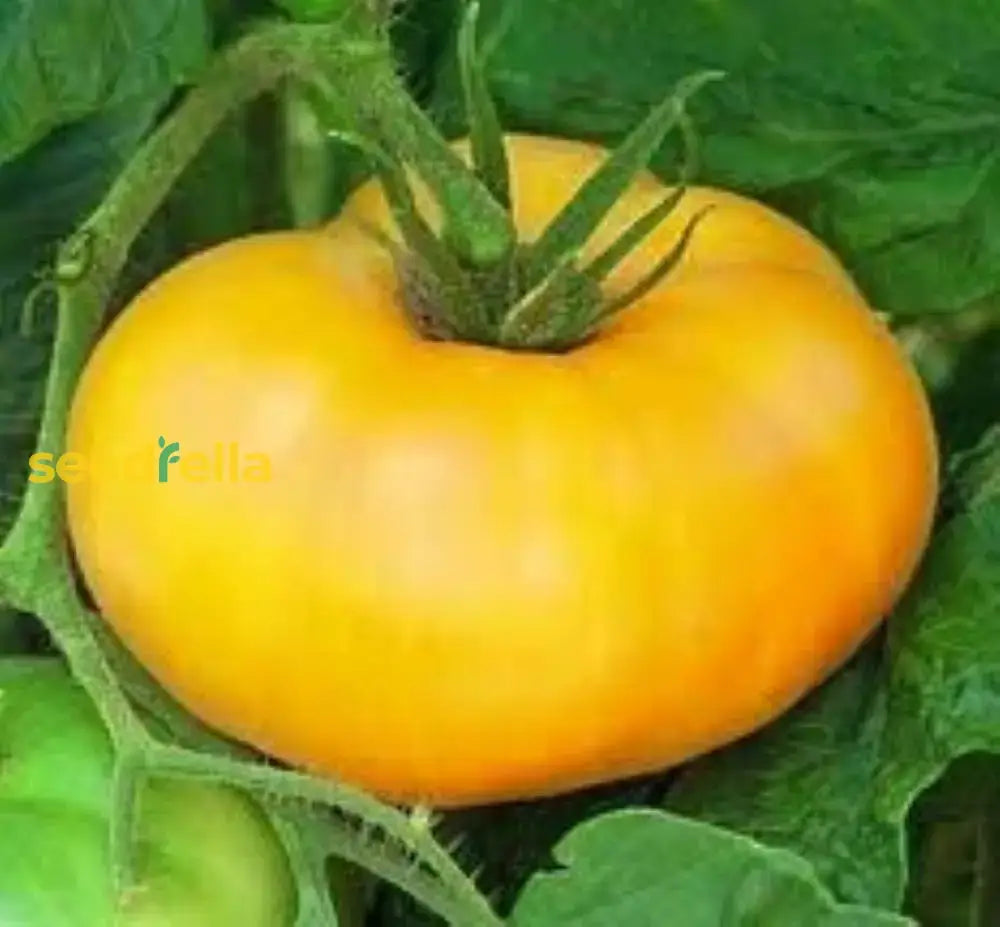 Big Yellow Tomato Seeds For Home Planting Vegetable Seeds