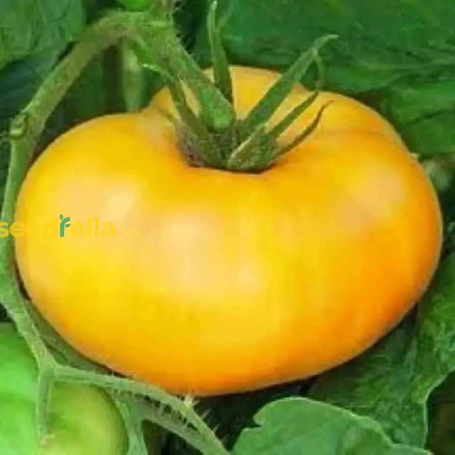 Big Yellow Tomato Seeds For Home Planting Vegetable Seeds