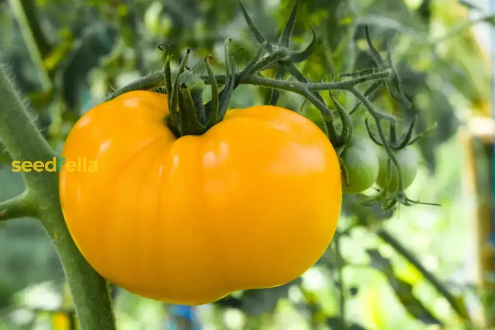 Big Yellow Tomato Seeds For Home Planting Vegetable Seeds