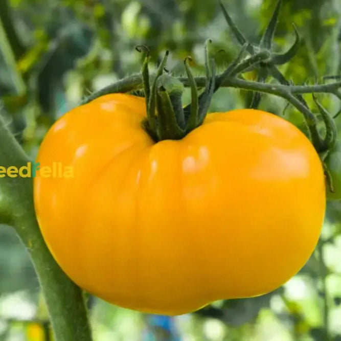 Big Yellow Tomato Seeds For Home Planting Vegetable Seeds