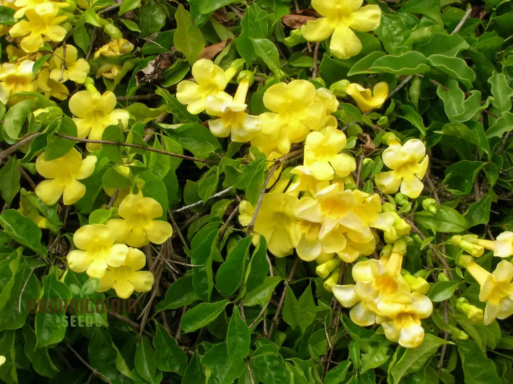 Bignonia Unguis-Cati Seeds For Planting Grow Your Own Cat’s Claw Creeper Vine