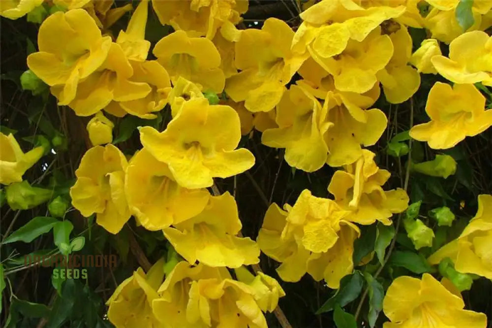 Bignonia Unguis-Cati Seeds For Planting Grow Your Own Cat’s Claw Creeper Vine