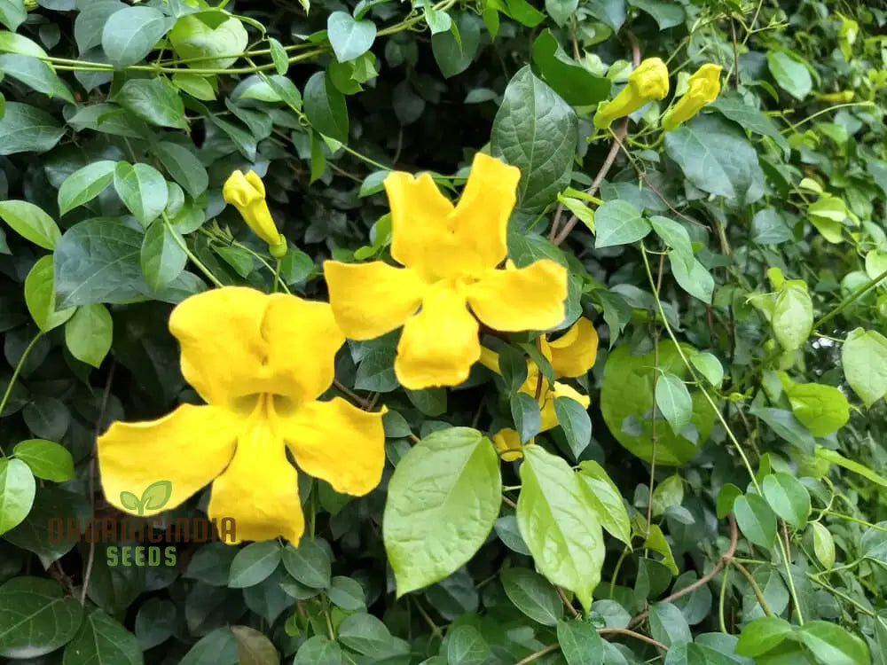 Bignonia Unguis-Cati Seeds For Planting Grow Your Own Cat’s Claw Creeper Vine