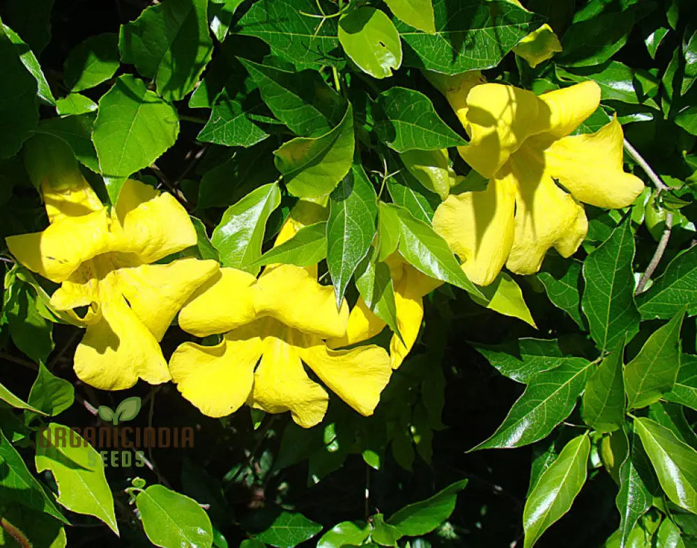 Bignonia Unguis-Cati Seeds For Planting Grow Your Own Cat’s Claw Creeper Vine