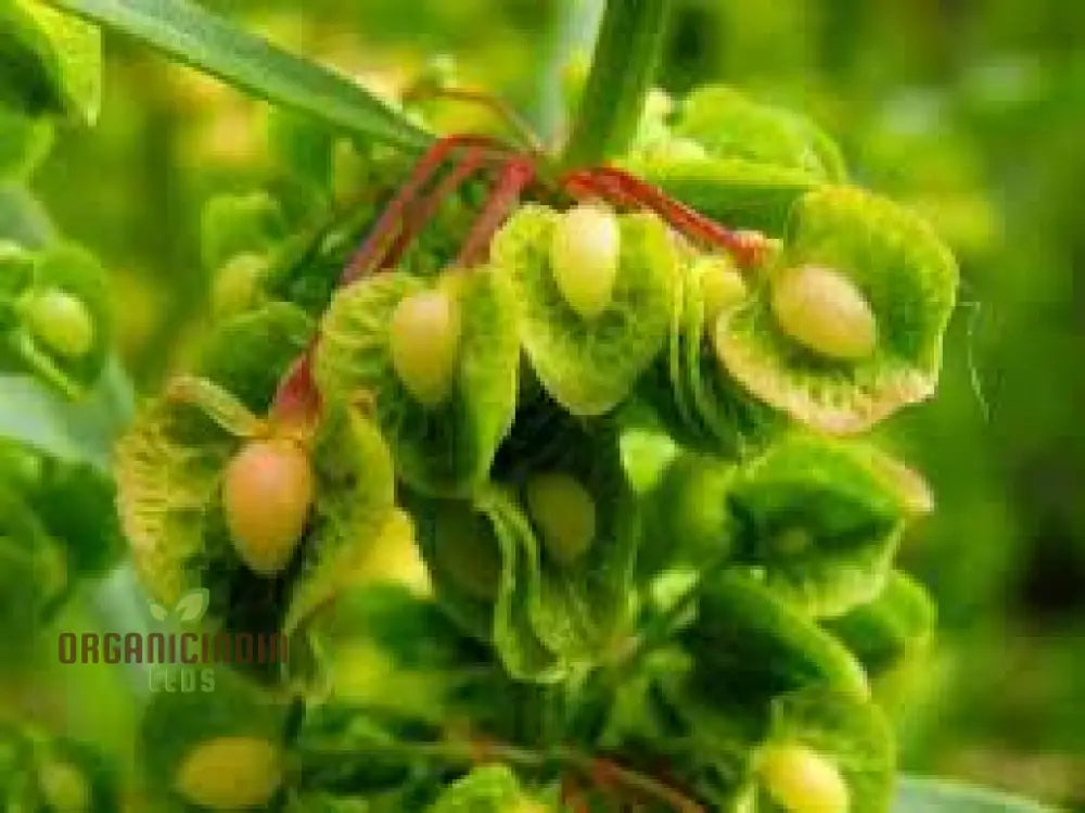 Biological Crispus 50 Rumex Seeds For Planting - 100 Pcs Plant