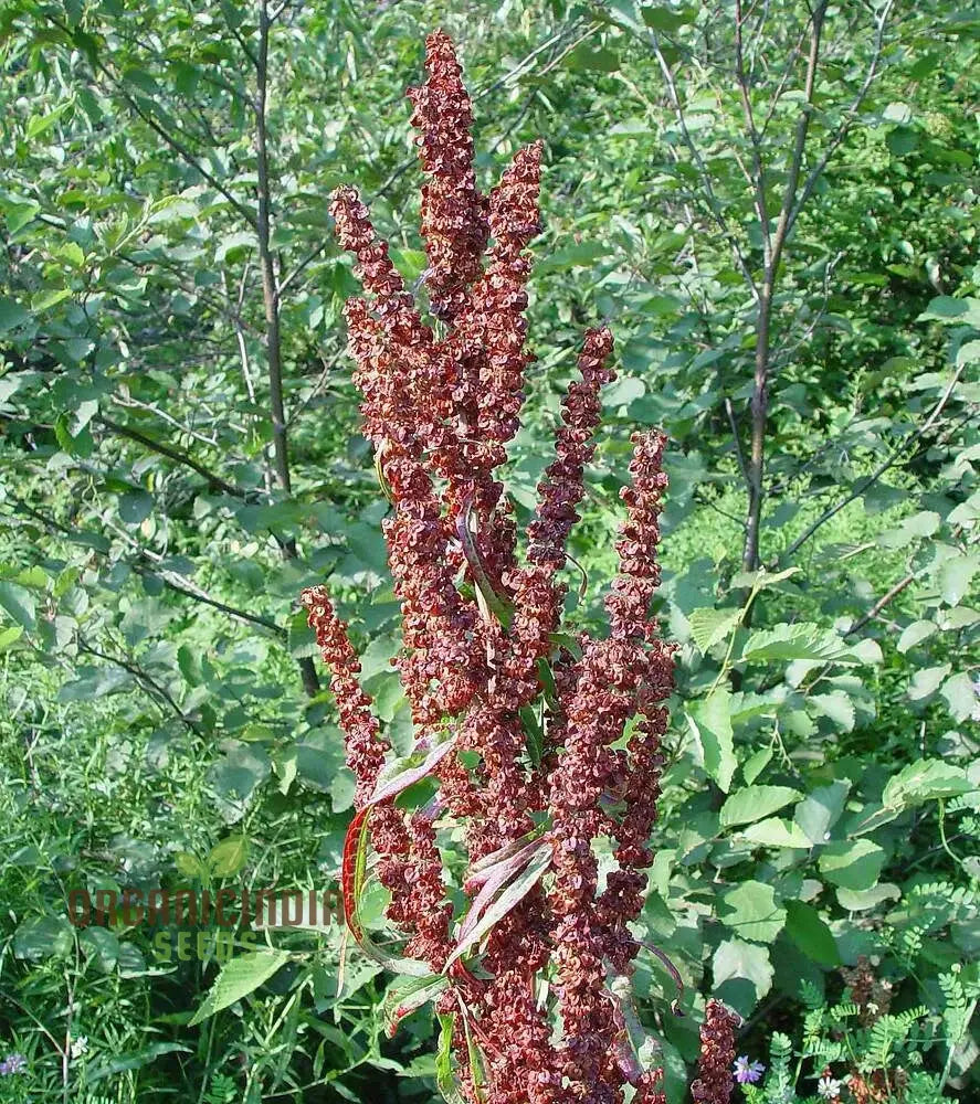 Biological Crispus 50 Rumex Seeds For Planting - 100 Pcs Plant