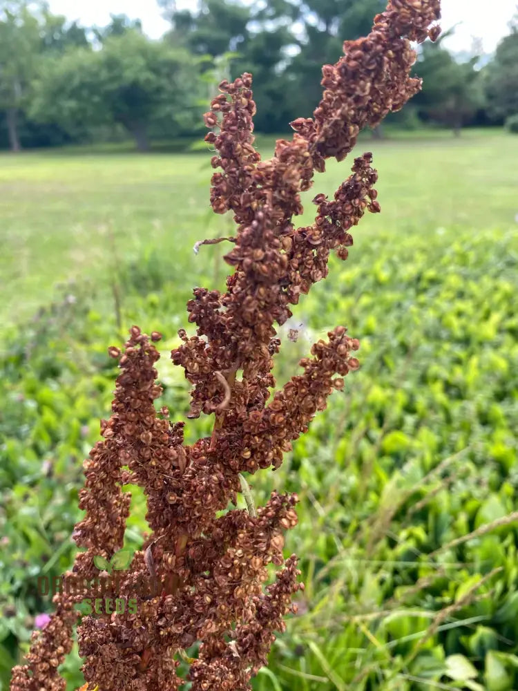 Biological Crispus 50 Rumex Seeds For Planting - 100 Pcs Plant