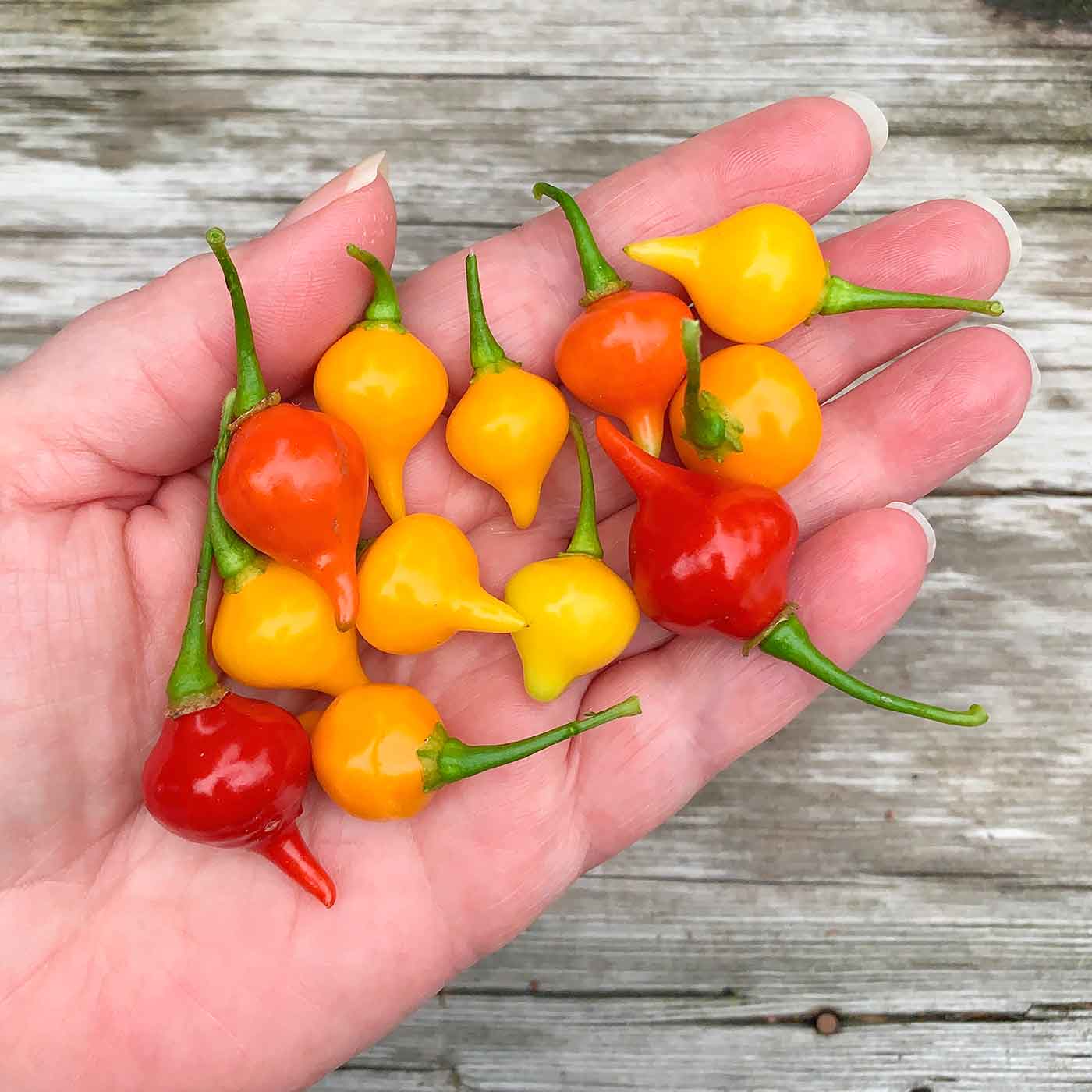 Sweety Drops Pepper Seeds for Planting - 100 pcs - Vegetable Seeds