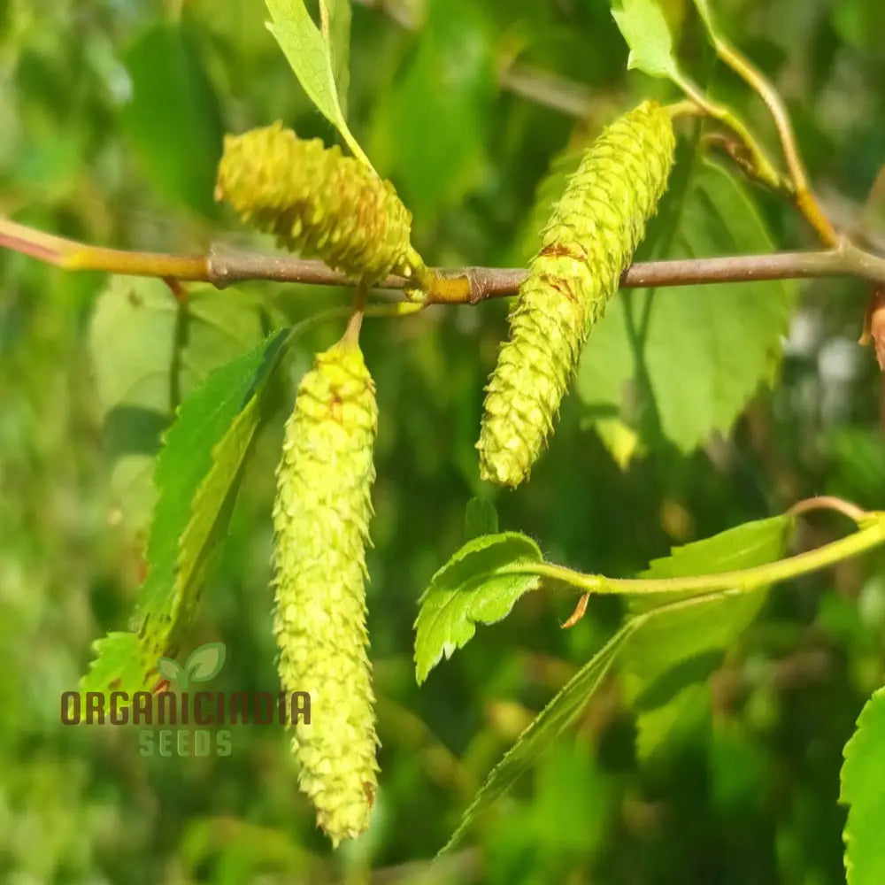 Birch Tree Plants Seeds Hardy Fast-Growing Perfect For Landscaping And Shade Plant Seeds