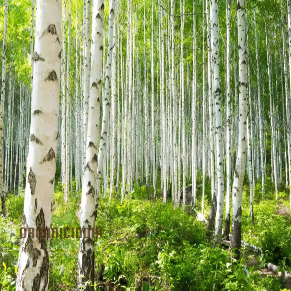 Birch Tree Plants Seeds Hardy Fast-Growing Perfect For Landscaping And Shade Plant Seeds