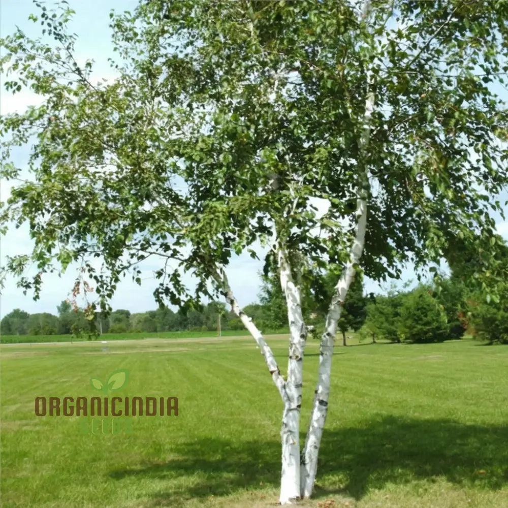 Birch Tree Plants Seeds Hardy Fast-Growing Perfect For Landscaping And Shade Plant Seeds