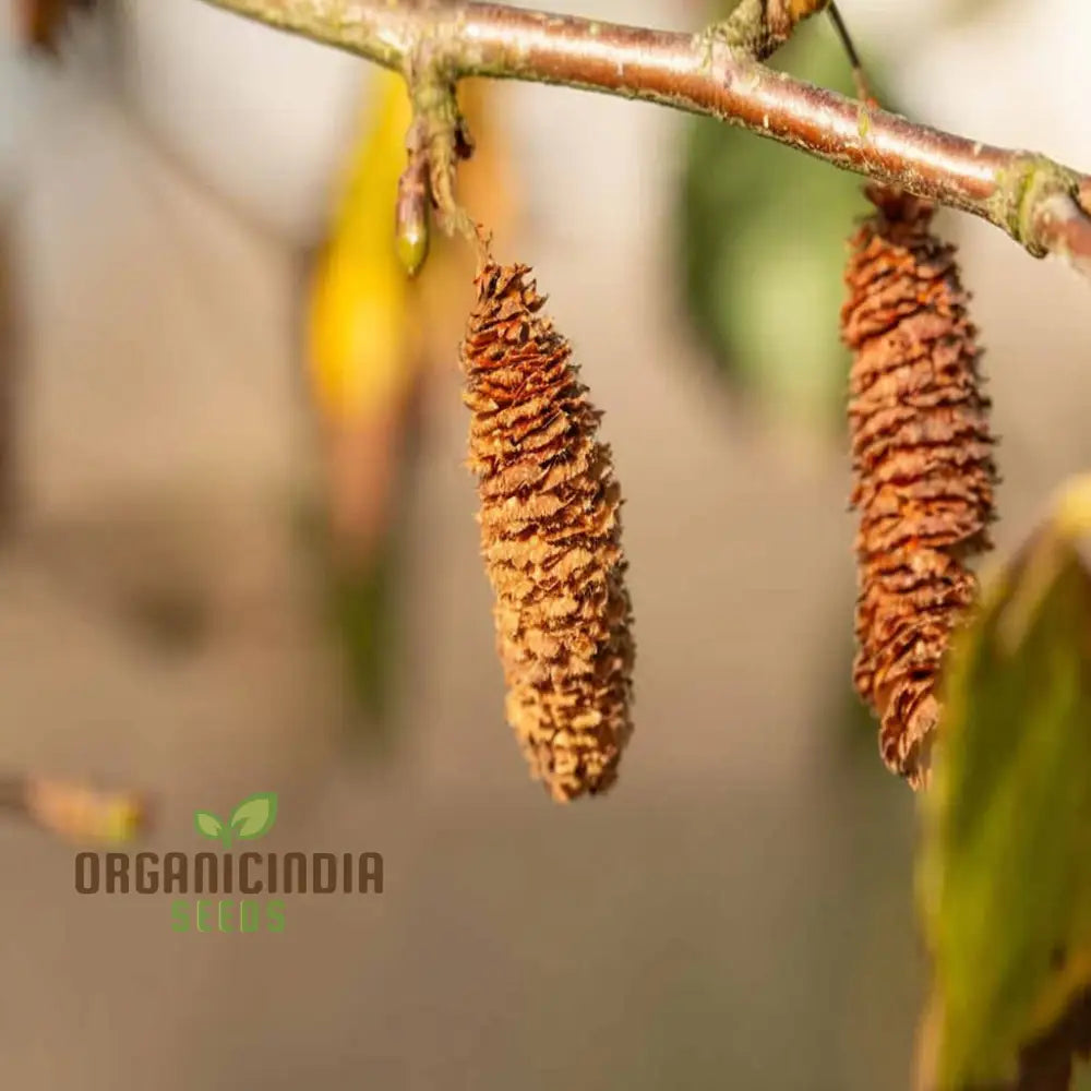 Birch Tree Plants Seeds Hardy Fast-Growing Perfect For Landscaping And Shade Plant Seeds