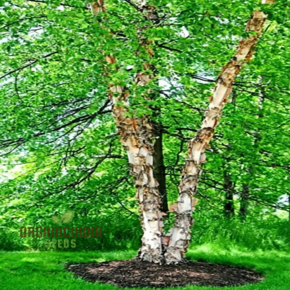 Birch Tree Plants Seeds Hardy Fast-Growing Perfect For Landscaping And Shade Plant Seeds