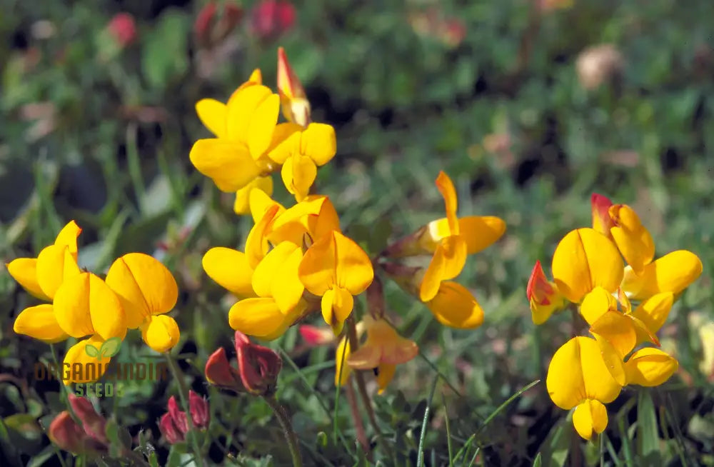 Bird’s Foot Trefoil Seeds For Planting Vibrant Gardens And Pollinator Havens - Discover Hardy