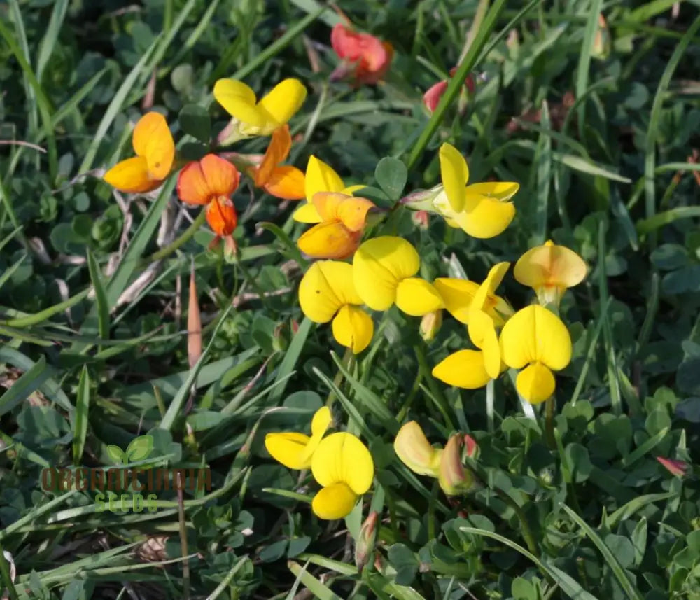 Bird’s Foot Trefoil Seeds For Planting Vibrant Gardens And Pollinator Havens - Discover Hardy