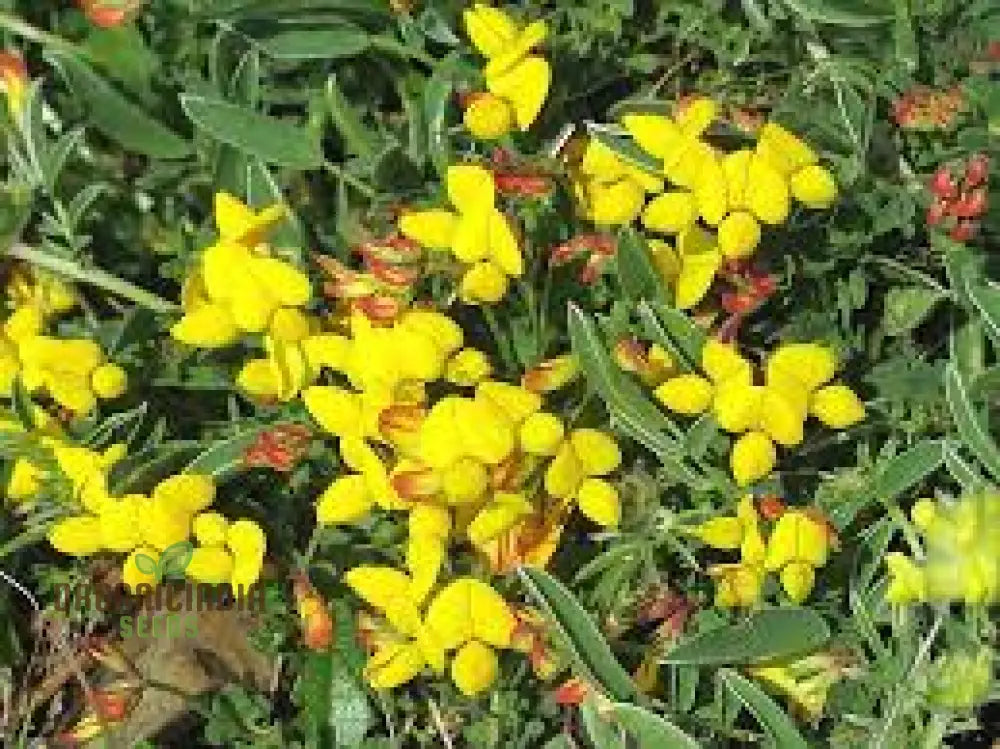 Bird’s Foot Trefoil Seeds For Planting Vibrant Gardens And Pollinator Havens - Discover Hardy