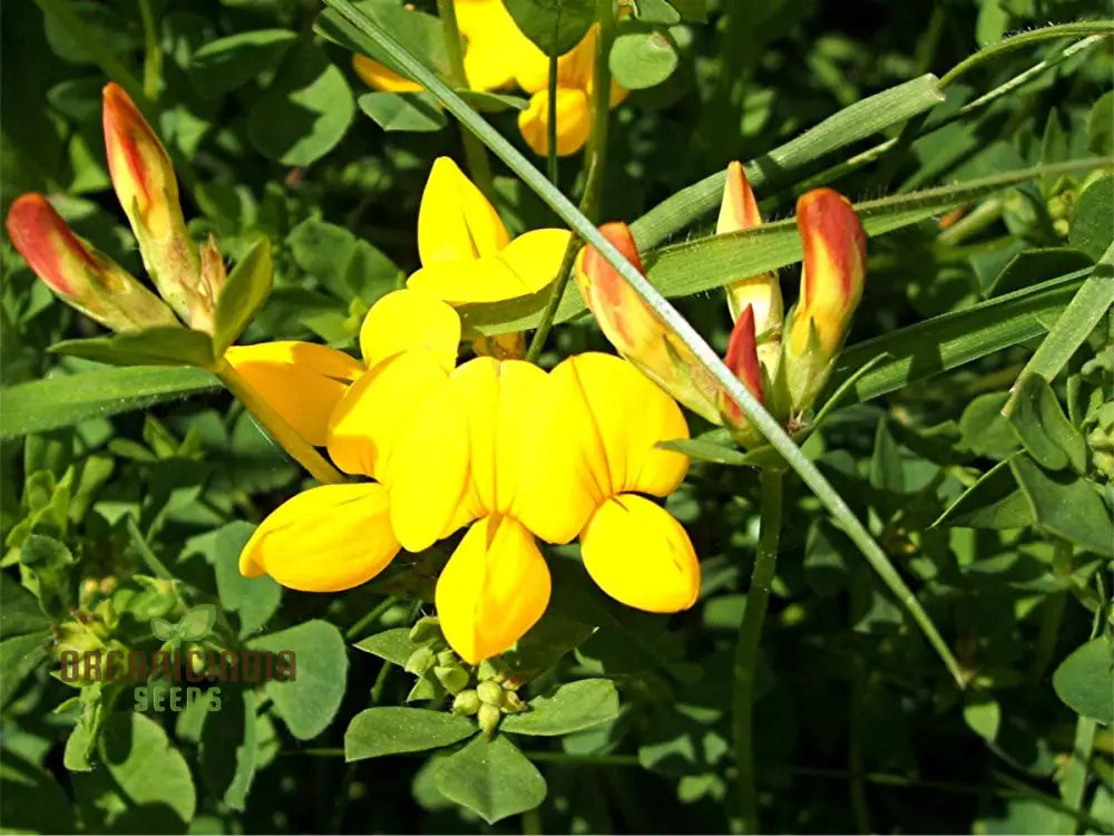 Bird’s Foot Trefoil Seeds For Planting Vibrant Gardens And Pollinator Havens - Discover Hardy