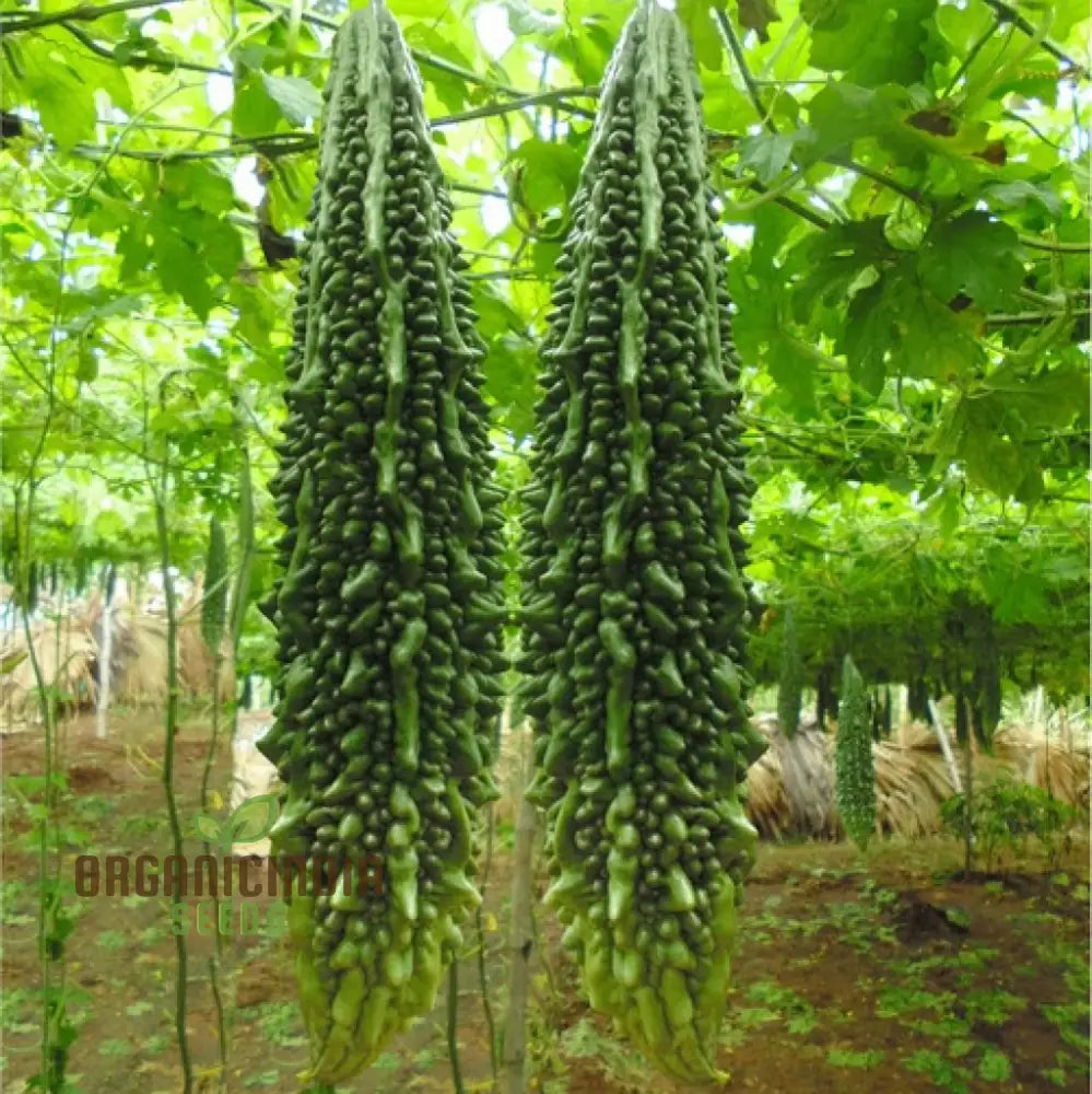 Bitter Gourd Extra Long Seeds For Planting Premium Quality Lengthy Harvest