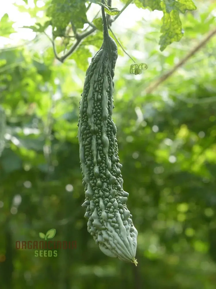 Bitter Gourd Extra Long Seeds For Planting Premium Quality Lengthy Harvest