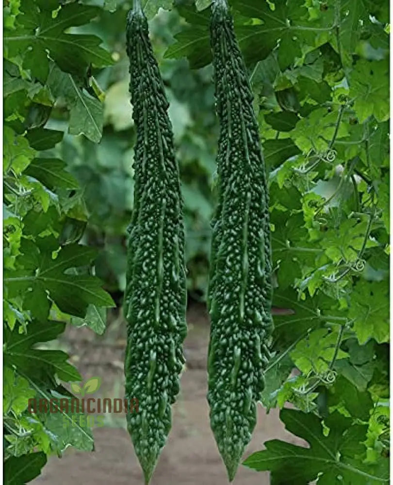 Bitter Gourd Extra Long Seeds For Planting Premium Quality Lengthy Harvest