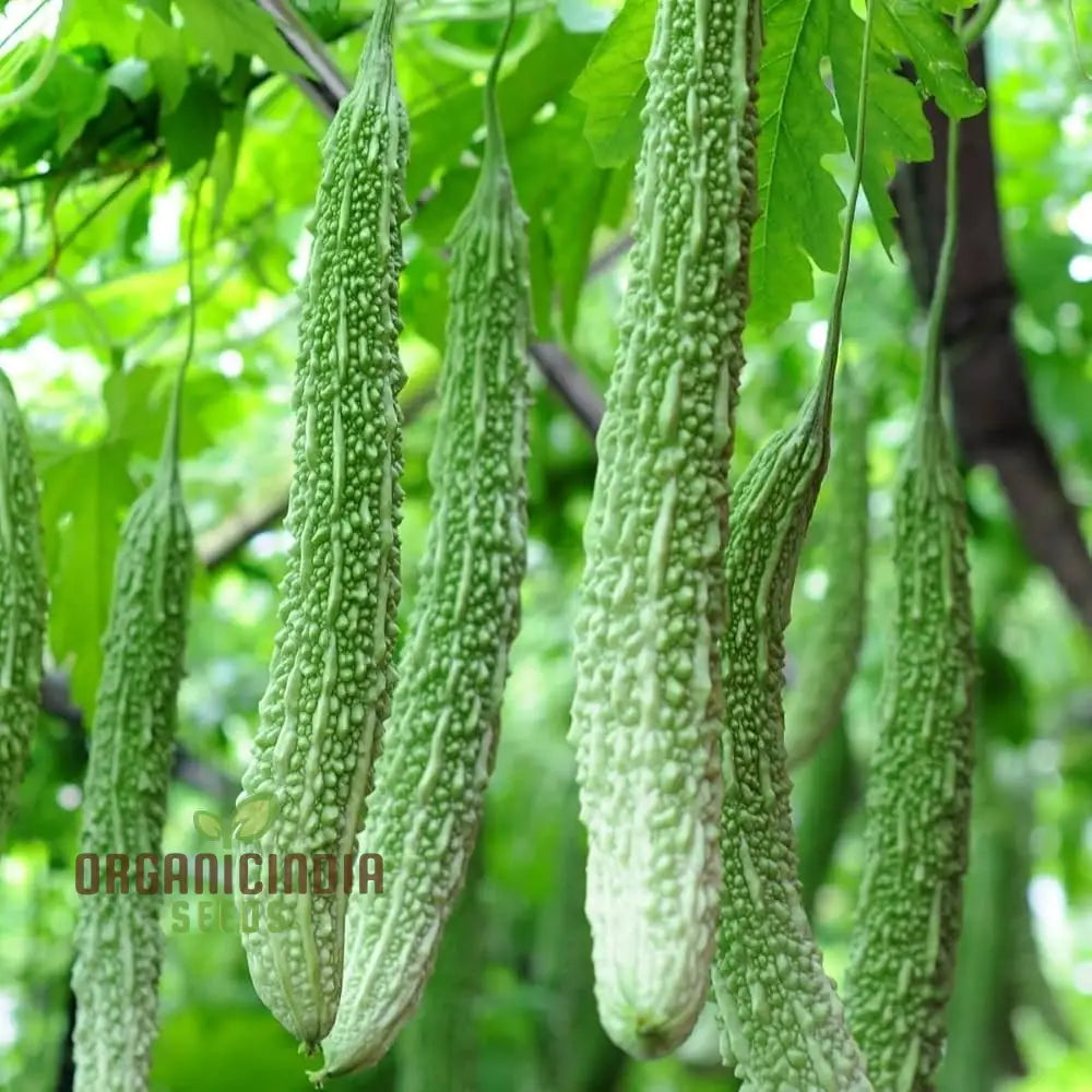 Bitter Gourd Extra Long Seeds For Planting Premium Quality Lengthy Harvest