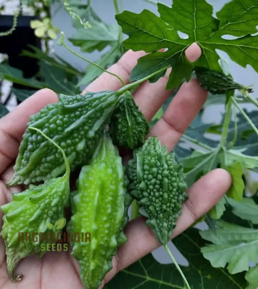 Bitter Gourd Seeds For Planting And Gardening - Organic Online