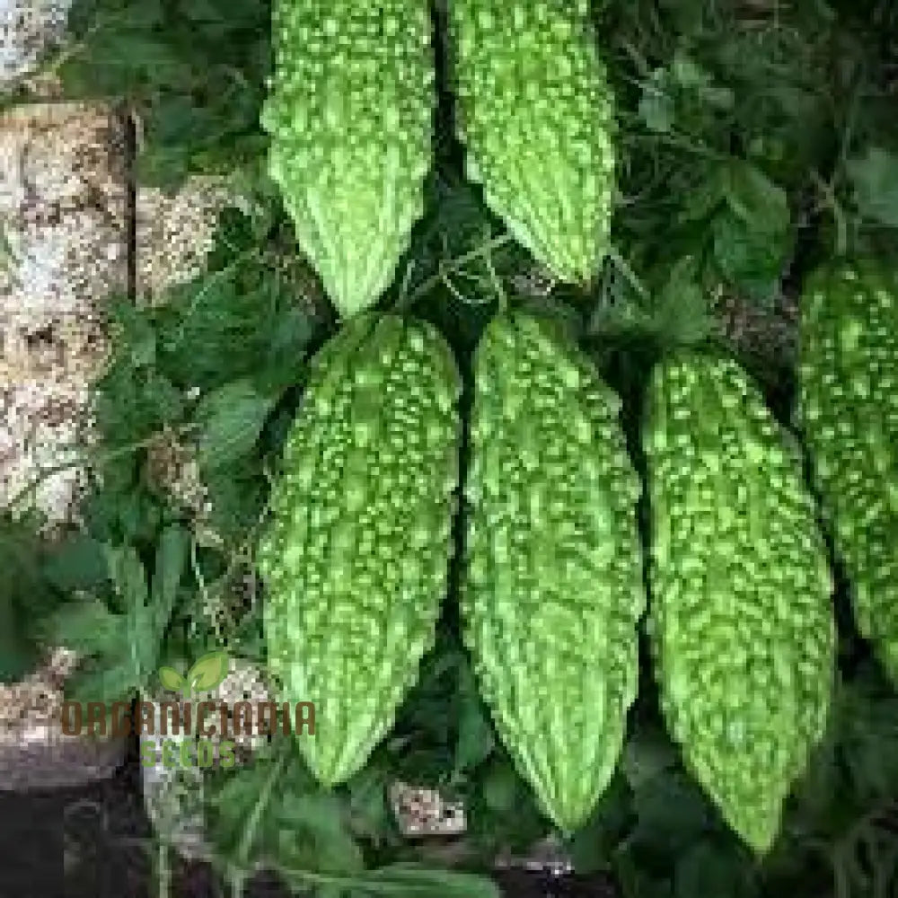 Bitter Gourd Seeds For Planting And Gardening - Organic Online