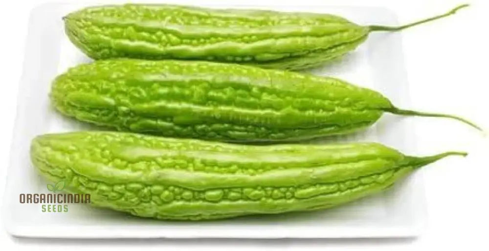 Bitter Melon - Canton Green F1 Seeds For Gardening Enthusiasts | Premium Quality Organic