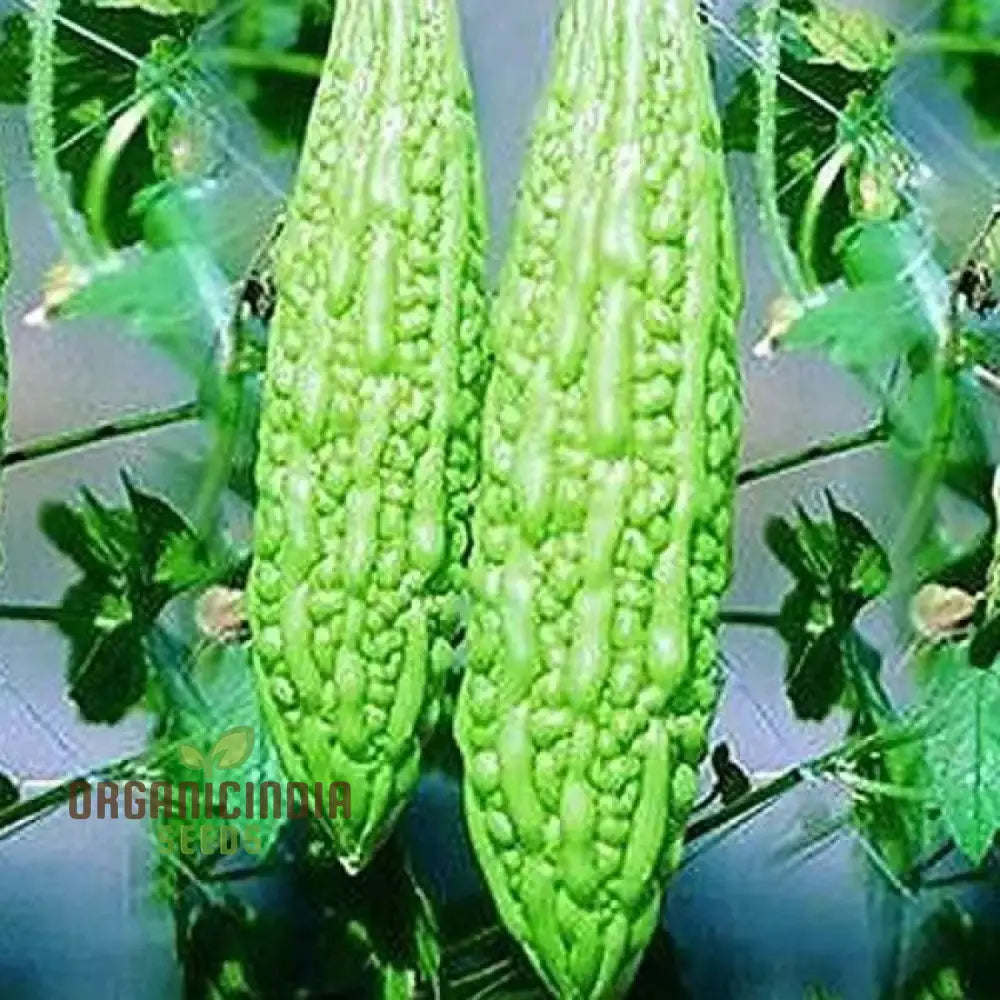 Bitter Melon - Canton Green F1 Seeds For Gardening Enthusiasts | Premium Quality Organic