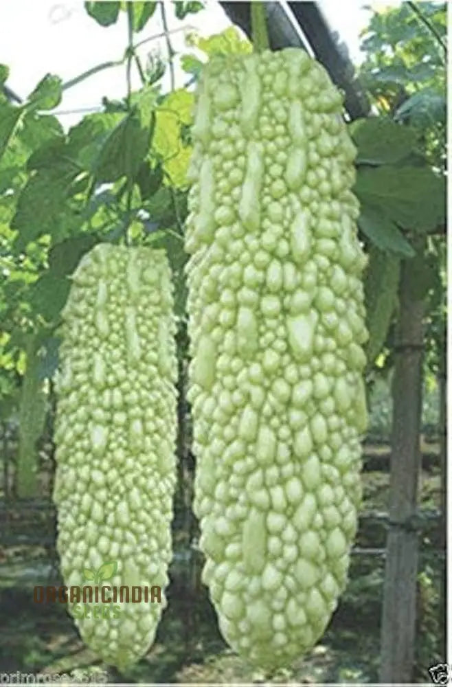 Bitter Melon - Canton Green F1 Seeds For Gardening Enthusiasts | Premium Quality Organic