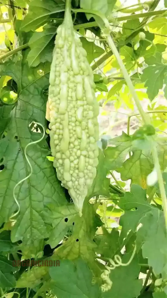 Bitter Melon - Canton Green F1 Seeds For Gardening Enthusiasts | Premium Quality Organic