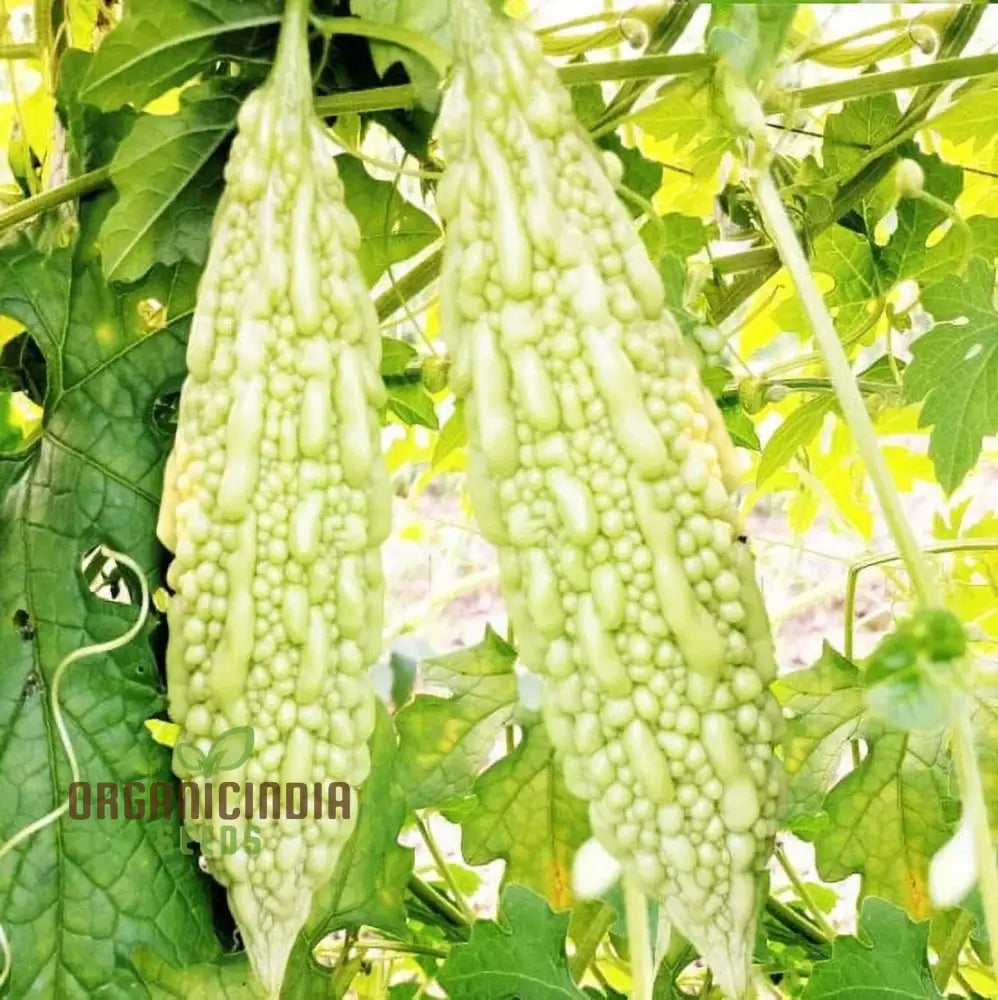 Bitter Melon - Canton Green F1 Seeds For Gardening Enthusiasts | Premium Quality Organic