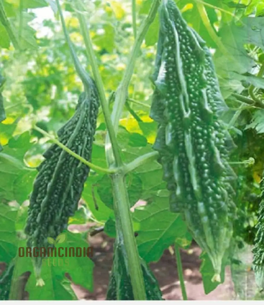 Bitter Melon - Dark Jade F1 Seeds For Planting Gardening Enthusiasts