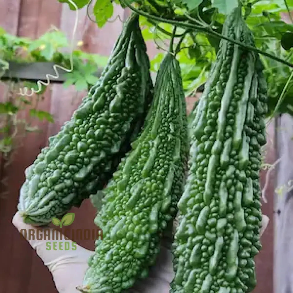 Bitter Melon - Dark Jade F1 Seeds For Planting Gardening Enthusiasts