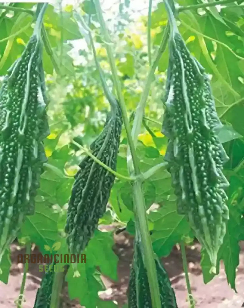 Bitter Melon - Indian Magara F1 Seeds For Gardening | Premium Quality