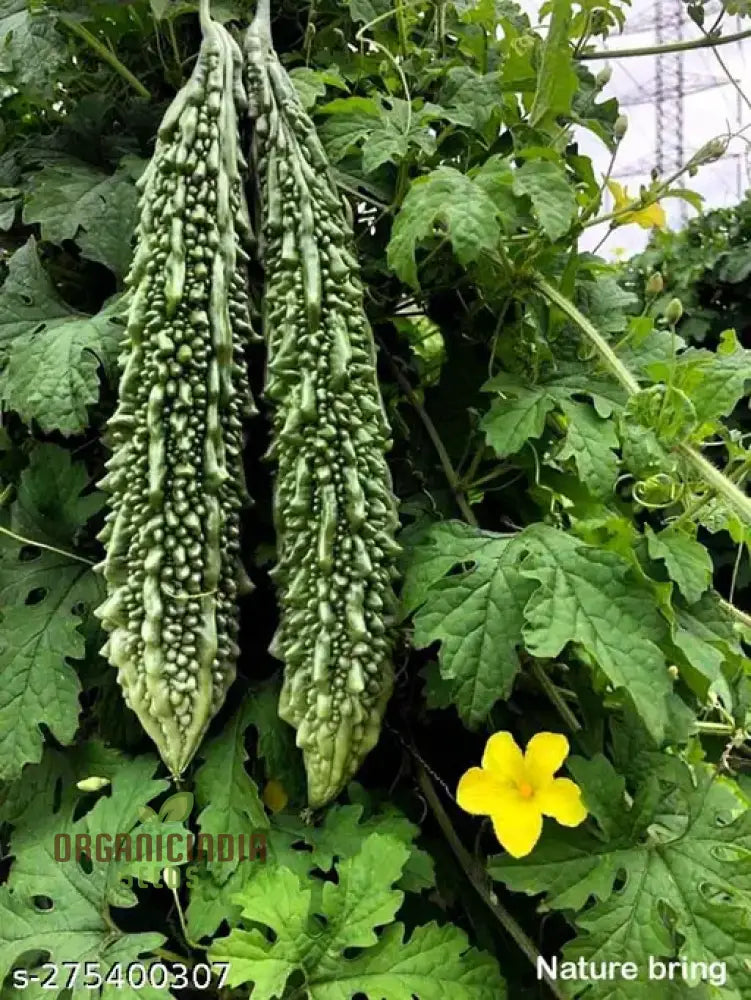 Bitter Melon - Indian Magara F1 Seeds For Gardening | Premium Quality