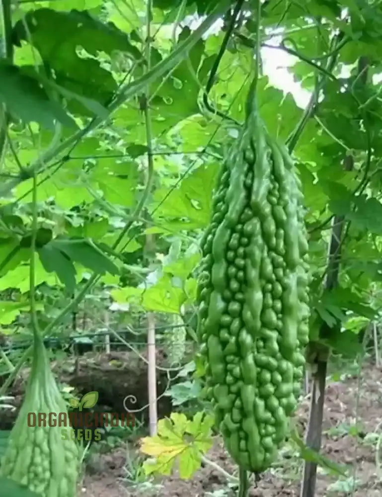 Bitter Melon - Indian Magara F1 Seeds For Gardening | Premium Quality