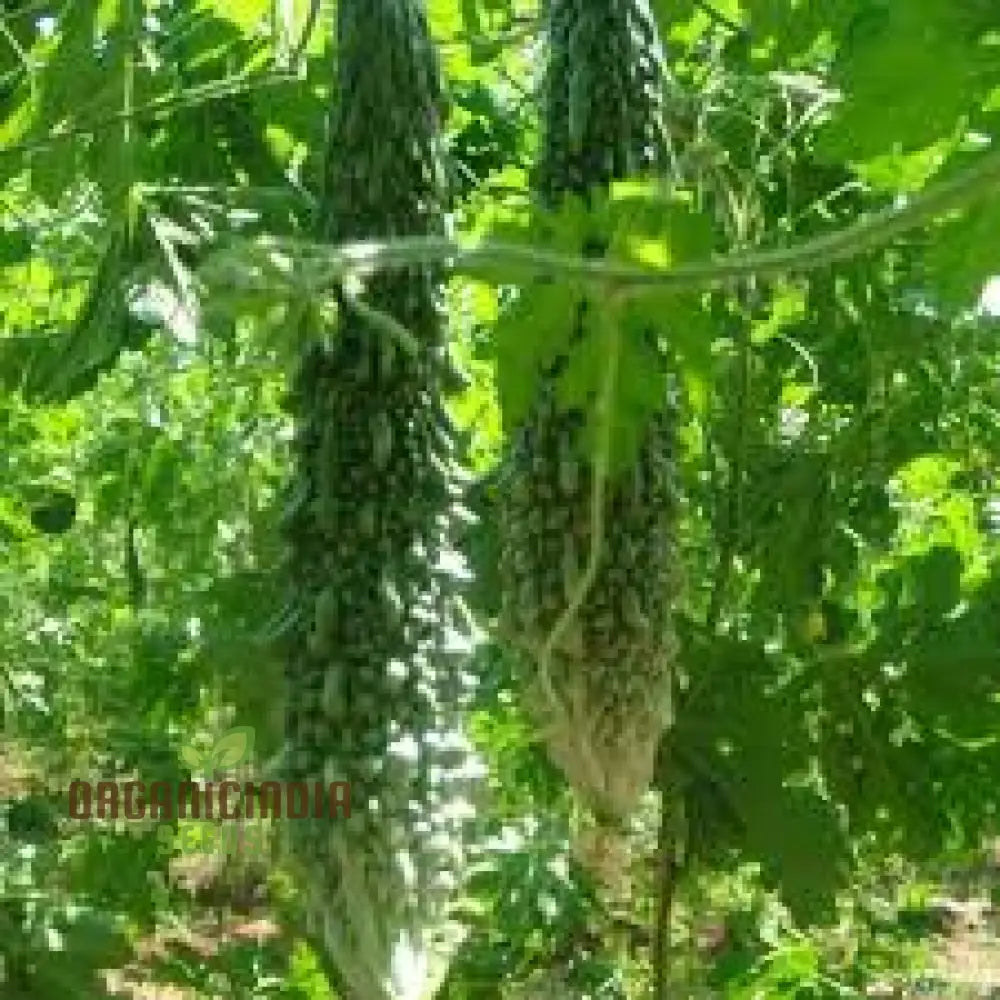 Bitter Melon - Indian Magara F1 Seeds For Gardening | Premium Quality