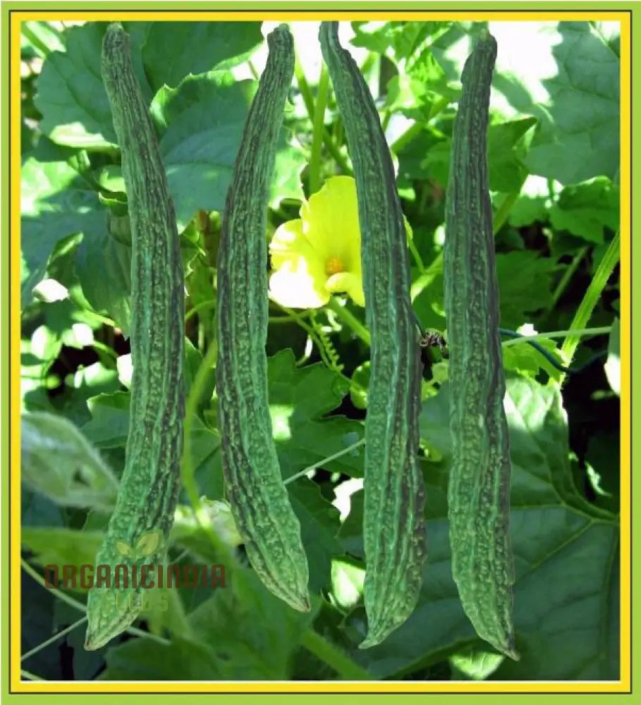 Bitter Melon Japanese Long Seeds - Premium Quality For Gardening Enthusiasts