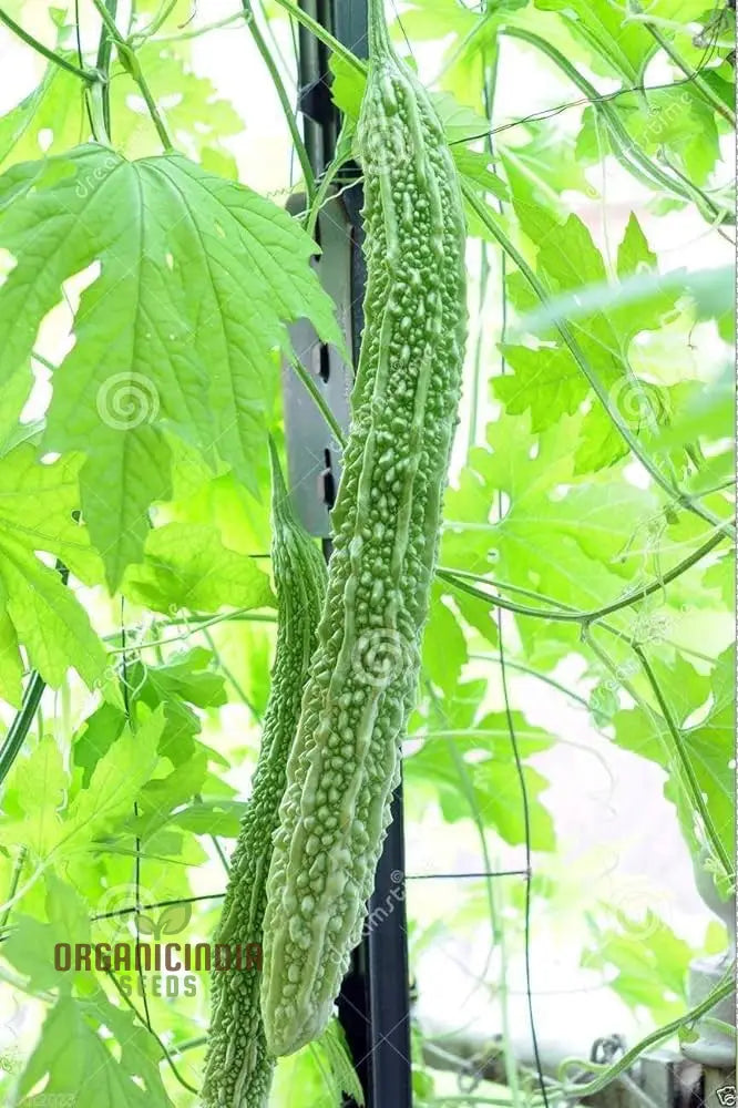 Bitter Melon Japanese Long Seeds - Premium Quality For Gardening Enthusiasts