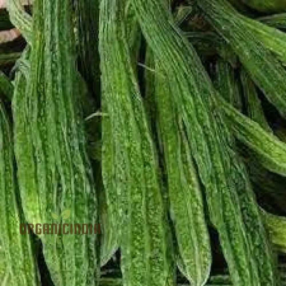 Bitter Melon Japanese Long Seeds - Premium Quality For Gardening Enthusiasts