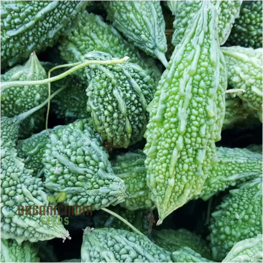 Bitter Melon Jounpuri Seeds - Premium Quality For Your Garden | Buy Online