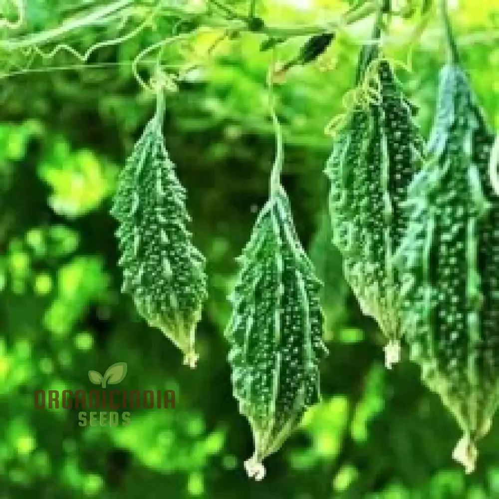 Bitter Melon Jounpuri Seeds - Premium Quality For Your Garden | Buy Online