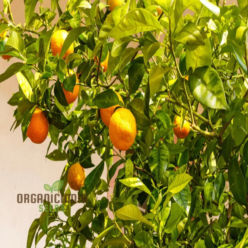 Bitter Orange Fruit Tree Seeds Cultivate Your Own Citrus Seeds Easy-To-Growing Fruit-Bearing Garden