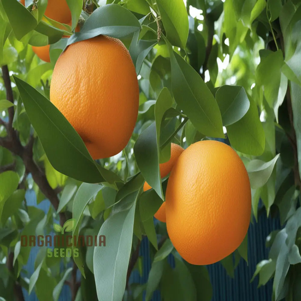 Bitter Orange Fruit Tree Seeds Cultivate Your Own Citrus Seeds Easy-To-Growing Fruit-Bearing Garden