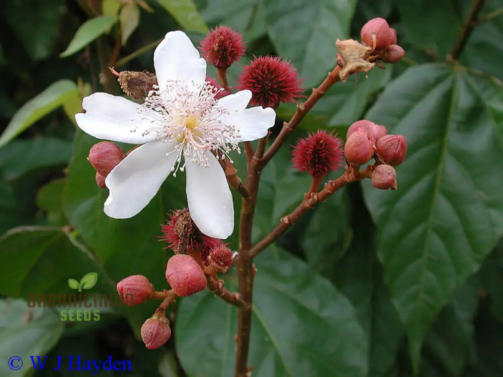 Bixa Orellana Seeds For Planting Add Vibrancy To Your Garden With Annatto Tree