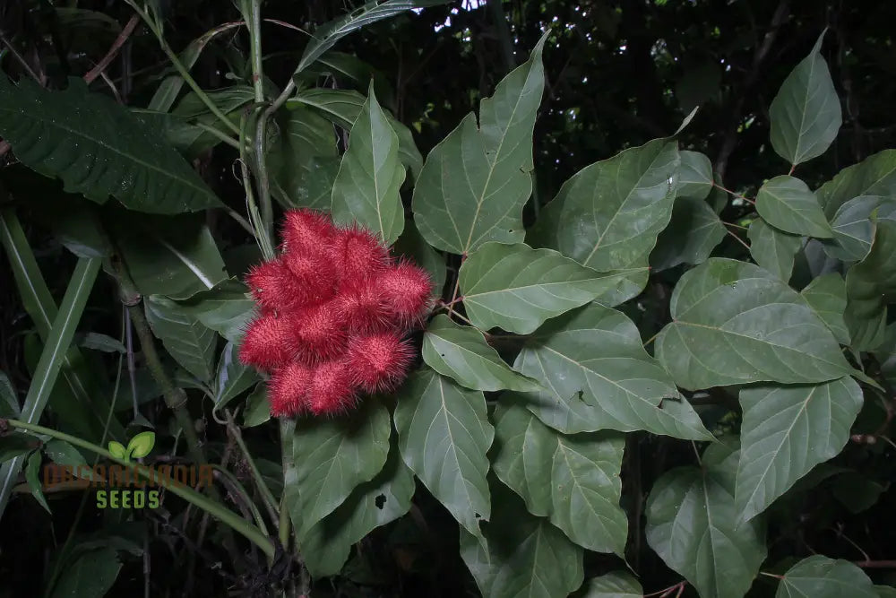 Bixa Orellana Seeds For Planting Add Vibrancy To Your Garden With Annatto Tree